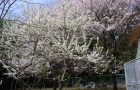 果樹園の桜
